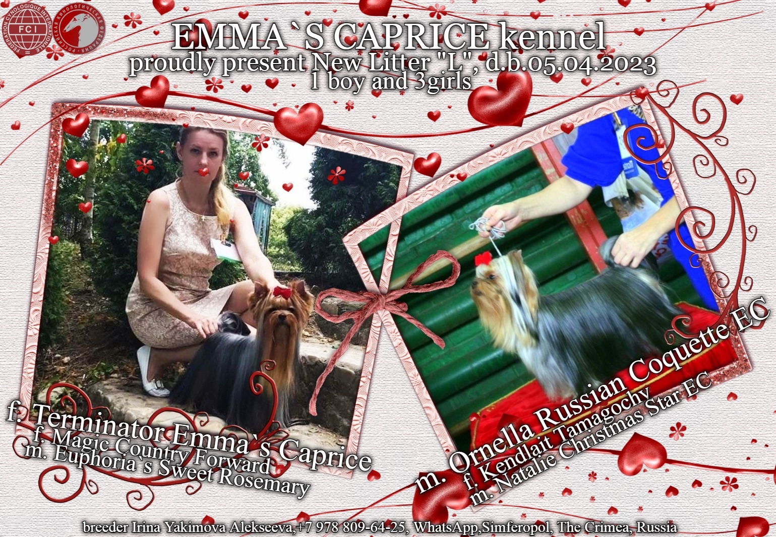 Emma`s Caprice LA PRIMA DONNA EMMA`S CAPRICE &mdash; Labaza DogPedigree YorkshireTerrier